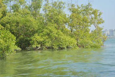 Yoğun bir mangrov ağacı kümesi Bangladeş 'teki gel-git sırasında kısmen gelgit sularına gömülmüş. Bu çekim, kıyı ormanlarının karmaşık kök sistemlerini ve yemyeşil gölgelerini gözler önüne seriyor. Golam Rob tarafından Nikon D7200 ile yakalandı..