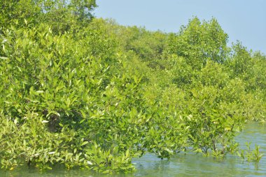 Yoğun bir mangrov ağacı kümesi Bangladeş 'teki gel-git sırasında kısmen gelgit sularına gömülmüş. Bu çekim, kıyı ormanlarının karmaşık kök sistemlerini ve yemyeşil gölgelerini gözler önüne seriyor. Golam Rob tarafından Nikon D7200 ile yakalandı..