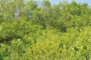 Yoğun bir mangrov ağacı kümesi Bangladeş 'teki gel-git sırasında kısmen gelgit sularına gömülmüş. Bu çekim, kıyı ormanlarının karmaşık kök sistemlerini ve yemyeşil gölgelerini gözler önüne seriyor. Golam Rob tarafından Nikon D7200 ile yakalandı..