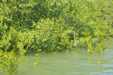 Yoğun bir mangrov ağacı kümesi Bangladeş 'teki gel-git sırasında kısmen gelgit sularına gömülmüş. Bu çekim, kıyı ormanlarının karmaşık kök sistemlerini ve yemyeşil gölgelerini gözler önüne seriyor. Golam Rob tarafından Nikon D7200 ile yakalandı..