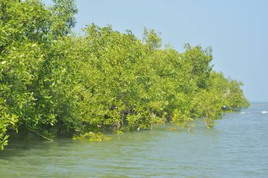 Yoğun bir mangrov ağacı kümesi Bangladeş 'teki gel-git sırasında kısmen gelgit sularına gömülmüş. Bu çekim, kıyı ormanlarının karmaşık kök sistemlerini ve yemyeşil gölgelerini gözler önüne seriyor. Golam Rob tarafından Nikon D7200 ile yakalandı..