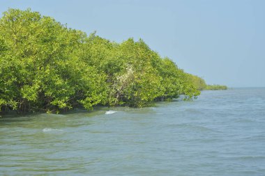 Yoğun bir mangrov ağacı kümesi Bangladeş 'teki gel-git sırasında kısmen gelgit sularına gömülmüş. Bu çekim, kıyı ormanlarının karmaşık kök sistemlerini ve yemyeşil gölgelerini gözler önüne seriyor. Golam Rob tarafından Nikon D7200 ile yakalandı..
