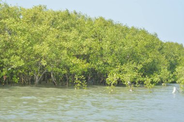 Yoğun bir mangrov ağacı kümesi Bangladeş 'teki gel-git sırasında kısmen gelgit sularına gömülmüş. Bu çekim, kıyı ormanlarının karmaşık kök sistemlerini ve yemyeşil gölgelerini gözler önüne seriyor. Golam Rob tarafından Nikon D7200 ile yakalandı..