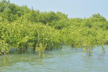 Yoğun bir mangrov ağacı kümesi Bangladeş 'teki gel-git sırasında kısmen gelgit sularına gömülmüş. Bu çekim, kıyı ormanlarının karmaşık kök sistemlerini ve yemyeşil gölgelerini gözler önüne seriyor. Golam Rob tarafından Nikon D7200 ile yakalandı..