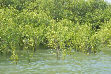 Yoğun bir mangrov ağacı kümesi Bangladeş 'teki gel-git sırasında kısmen gelgit sularına gömülmüş. Bu çekim, kıyı ormanlarının karmaşık kök sistemlerini ve yemyeşil gölgelerini gözler önüne seriyor. Golam Rob tarafından Nikon D7200 ile yakalandı..