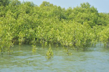 Yoğun bir mangrov ağacı kümesi Bangladeş 'teki gel-git sırasında kısmen gelgit sularına gömülmüş. Bu çekim, kıyı ormanlarının karmaşık kök sistemlerini ve yemyeşil gölgelerini gözler önüne seriyor. Golam Rob tarafından Nikon D7200 ile yakalandı..