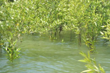 Yoğun bir mangrov ağacı kümesi Bangladeş 'teki gel-git sırasında kısmen gelgit sularına gömülmüş. Bu çekim, kıyı ormanlarının karmaşık kök sistemlerini ve yemyeşil gölgelerini gözler önüne seriyor. Golam Rob tarafından Nikon D7200 ile yakalandı..