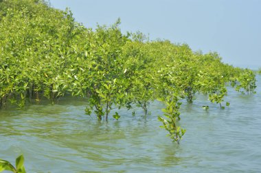 Yoğun bir mangrov ağacı kümesi Bangladeş 'teki gel-git sırasında kısmen gelgit sularına gömülmüş. Bu çekim, kıyı ormanlarının karmaşık kök sistemlerini ve yemyeşil gölgelerini gözler önüne seriyor. Golam Rob tarafından Nikon D7200 ile yakalandı..
