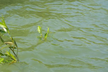 Yoğun bir mangrov ağacı kümesi Bangladeş 'teki gel-git sırasında kısmen gelgit sularına gömülmüş. Bu çekim, kıyı ormanlarının karmaşık kök sistemlerini ve yemyeşil gölgelerini gözler önüne seriyor. Golam Rob tarafından Nikon D7200 ile yakalandı..