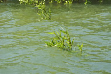 Yoğun bir mangrov ağacı kümesi Bangladeş 'teki gel-git sırasında kısmen gelgit sularına gömülmüş. Bu çekim, kıyı ormanlarının karmaşık kök sistemlerini ve yemyeşil gölgelerini gözler önüne seriyor. Golam Rob tarafından Nikon D7200 ile yakalandı..