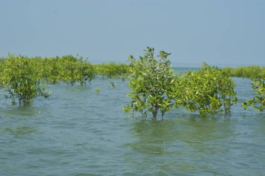 Yoğun bir mangrov ağacı kümesi Bangladeş 'teki gel-git sırasında kısmen gelgit sularına gömülmüş. Bu çekim, kıyı ormanlarının karmaşık kök sistemlerini ve yemyeşil gölgelerini gözler önüne seriyor. Golam Rob tarafından Nikon D7200 ile yakalandı..
