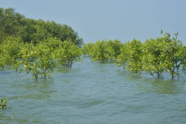 Yoğun bir mangrov ağacı kümesi Bangladeş 'teki gel-git sırasında kısmen gelgit sularına gömülmüş. Bu çekim, kıyı ormanlarının karmaşık kök sistemlerini ve yemyeşil gölgelerini gözler önüne seriyor. Golam Rob tarafından Nikon D7200 ile yakalandı..