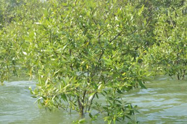 Yoğun bir mangrov ağacı kümesi Bangladeş 'teki gel-git sırasında kısmen gelgit sularına gömülmüş. Bu çekim, kıyı ormanlarının karmaşık kök sistemlerini ve yemyeşil gölgelerini gözler önüne seriyor. Golam Rob tarafından Nikon D7200 ile yakalandı..