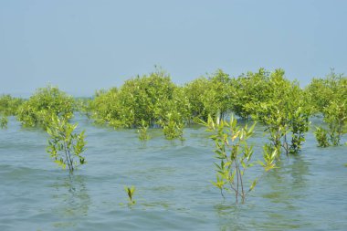 Yoğun bir mangrov ağacı kümesi Bangladeş 'teki gel-git sırasında kısmen gelgit sularına gömülmüş. Bu çekim, kıyı ormanlarının karmaşık kök sistemlerini ve yemyeşil gölgelerini gözler önüne seriyor. Golam Rob tarafından Nikon D7200 ile yakalandı..