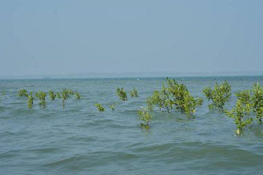 Yoğun bir mangrov ağacı kümesi Bangladeş 'teki gel-git sırasında kısmen gelgit sularına gömülmüş. Bu çekim, kıyı ormanlarının karmaşık kök sistemlerini ve yemyeşil gölgelerini gözler önüne seriyor. Golam Rob tarafından Nikon D7200 ile yakalandı..