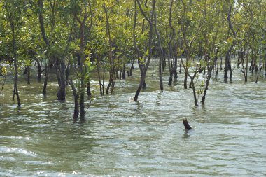Yoğun bir mangrov ağacı kümesi Bangladeş 'teki gel-git sırasında kısmen gelgit sularına gömülmüş. Bu çekim, kıyı ormanlarının karmaşık kök sistemlerini ve yemyeşil gölgelerini gözler önüne seriyor. Golam Rob tarafından Nikon D7200 ile yakalandı..