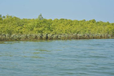 Yoğun bir mangrov ağacı kümesi Bangladeş 'teki gel-git sırasında kısmen gelgit sularına gömülmüş. Bu çekim, kıyı ormanlarının karmaşık kök sistemlerini ve yemyeşil gölgelerini gözler önüne seriyor. Golam Rob tarafından Nikon D7200 ile yakalandı..