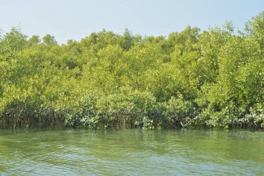 Yoğun bir mangrov ağacı kümesi Bangladeş 'teki gel-git sırasında kısmen gelgit sularına gömülmüş. Bu çekim, kıyı ormanlarının karmaşık kök sistemlerini ve yemyeşil gölgelerini gözler önüne seriyor. Golam Rob tarafından Nikon D7200 ile yakalandı..