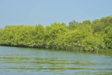 Yoğun bir mangrov ağacı kümesi Bangladeş 'teki gel-git sırasında kısmen gelgit sularına gömülmüş. Bu çekim, kıyı ormanlarının karmaşık kök sistemlerini ve yemyeşil gölgelerini gözler önüne seriyor. Golam Rob tarafından Nikon D7200 ile yakalandı..