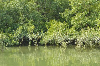 Yoğun bir mangrov ağacı kümesi Bangladeş 'teki gel-git sırasında kısmen gelgit sularına gömülmüş. Bu çekim, kıyı ormanlarının karmaşık kök sistemlerini ve yemyeşil gölgelerini gözler önüne seriyor. Golam Rob tarafından Nikon D7200 ile yakalandı..