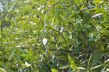 Yoğun bir mangrov ağacı kümesi Bangladeş 'teki gel-git sırasında kısmen gelgit sularına gömülmüş. Bu çekim, kıyı ormanlarının karmaşık kök sistemlerini ve yemyeşil gölgelerini gözler önüne seriyor. Golam Rob tarafından Nikon D7200 ile yakalandı..