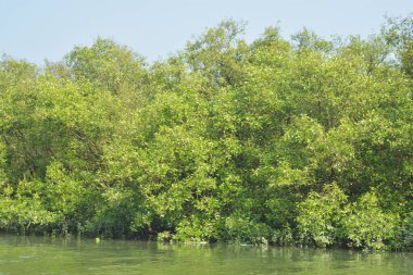 Yoğun bir mangrov ağacı kümesi Bangladeş 'teki gel-git sırasında kısmen gelgit sularına gömülmüş. Bu çekim, kıyı ormanlarının karmaşık kök sistemlerini ve yemyeşil gölgelerini gözler önüne seriyor. Golam Rob tarafından Nikon D7200 ile yakalandı..