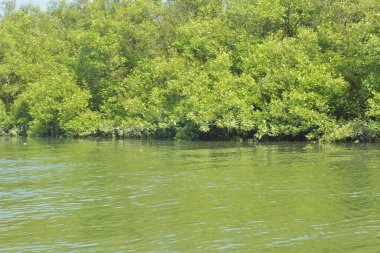 Yoğun bir mangrov ağacı kümesi Bangladeş 'teki gel-git sırasında kısmen gelgit sularına gömülmüş. Bu çekim, kıyı ormanlarının karmaşık kök sistemlerini ve yemyeşil gölgelerini gözler önüne seriyor. Golam Rob tarafından Nikon D7200 ile yakalandı..