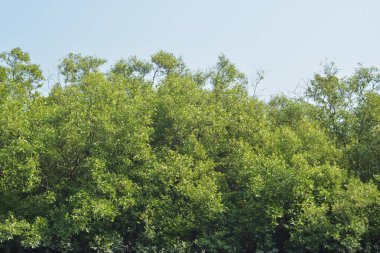 Yoğun bir mangrov ağacı kümesi Bangladeş 'teki gel-git sırasında kısmen gelgit sularına gömülmüş. Bu çekim, kıyı ormanlarının karmaşık kök sistemlerini ve yemyeşil gölgelerini gözler önüne seriyor. Golam Rob tarafından Nikon D7200 ile yakalandı..