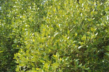 Yoğun bir mangrov ağacı kümesi Bangladeş 'teki gel-git sırasında kısmen gelgit sularına gömülmüş. Bu çekim, kıyı ormanlarının karmaşık kök sistemlerini ve yemyeşil gölgelerini gözler önüne seriyor. Golam Rob tarafından Nikon D7200 ile yakalandı..