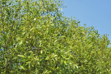 Yoğun bir mangrov ağacı kümesi Bangladeş 'teki gel-git sırasında kısmen gelgit sularına gömülmüş. Bu çekim, kıyı ormanlarının karmaşık kök sistemlerini ve yemyeşil gölgelerini gözler önüne seriyor. Golam Rob tarafından Nikon D7200 ile yakalandı..