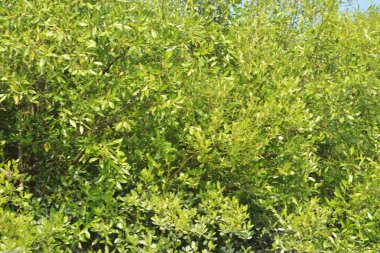 Yoğun bir mangrov ağacı kümesi Bangladeş 'teki gel-git sırasında kısmen gelgit sularına gömülmüş. Bu çekim, kıyı ormanlarının karmaşık kök sistemlerini ve yemyeşil gölgelerini gözler önüne seriyor. Golam Rob tarafından Nikon D7200 ile yakalandı..