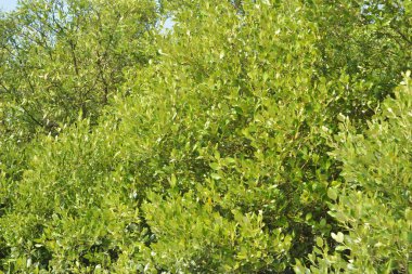 Yoğun bir mangrov ağacı kümesi Bangladeş 'teki gel-git sırasında kısmen gelgit sularına gömülmüş. Bu çekim, kıyı ormanlarının karmaşık kök sistemlerini ve yemyeşil gölgelerini gözler önüne seriyor. Golam Rob tarafından Nikon D7200 ile yakalandı..