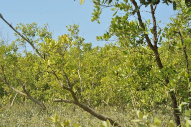 Yoğun bir mangrov ağacı kümesi Bangladeş 'teki gel-git sırasında kısmen gelgit sularına gömülmüş. Bu çekim, kıyı ormanlarının karmaşık kök sistemlerini ve yemyeşil gölgelerini gözler önüne seriyor. Golam Rob tarafından Nikon D7200 ile yakalandı..