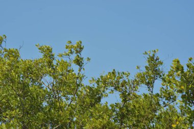 Yoğun bir mangrov ağacı kümesi Bangladeş 'teki gel-git sırasında kısmen gelgit sularına gömülmüş. Bu çekim, kıyı ormanlarının karmaşık kök sistemlerini ve yemyeşil gölgelerini gözler önüne seriyor. Golam Rob tarafından Nikon D7200 ile yakalandı..