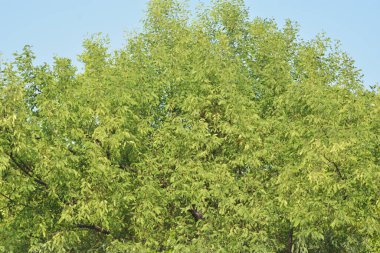 Yoğun bir mangrov ağacı kümesi Bangladeş 'teki gel-git sırasında kısmen gelgit sularına gömülmüş. Bu çekim, kıyı ormanlarının karmaşık kök sistemlerini ve yemyeşil gölgelerini gözler önüne seriyor. Golam Rob tarafından Nikon D7200 ile yakalandı..