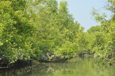 Yoğun bir mangrov ağacı kümesi Bangladeş 'teki gel-git sırasında kısmen gelgit sularına gömülmüş. Bu çekim, kıyı ormanlarının karmaşık kök sistemlerini ve yemyeşil gölgelerini gözler önüne seriyor. Golam Rob tarafından Nikon D7200 ile yakalandı..