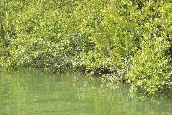 Yoğun bir mangrov ağacı kümesi Bangladeş 'teki gel-git sırasında kısmen gelgit sularına gömülmüş. Bu çekim, kıyı ormanlarının karmaşık kök sistemlerini ve yemyeşil gölgelerini gözler önüne seriyor. Golam Rob tarafından Nikon D7200 ile yakalandı..