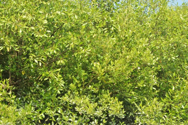 Yoğun bir mangrov ağacı kümesi Bangladeş 'teki gel-git sırasında kısmen gelgit sularına gömülmüş. Bu çekim, kıyı ormanlarının karmaşık kök sistemlerini ve yemyeşil gölgelerini gözler önüne seriyor. Golam Rob tarafından Nikon D7200 ile yakalandı..