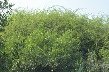Bangladeş, Cox 's Bazar' daki mangrov doğasının manzarası. Görüntü, bereketli yeşillik ve sakin gelgit sularıyla kıyı ormanının sakin güzelliğini yakalar. Nikon D7200 kullanan GolamRob tarafından yüksek kaliteli doğa fotoğrafçılığı