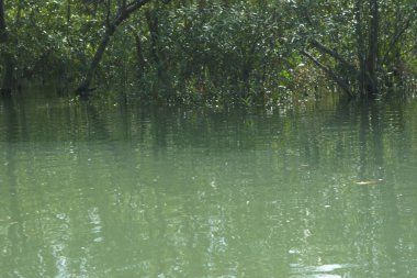 Bangladeş, Cox 's Bazar' daki mangrov doğasının manzarası. Görüntü, bereketli yeşillik ve sakin gelgit sularıyla kıyı ormanının sakin güzelliğini yakalar. Nikon D7200 kullanan GolamRob tarafından yüksek kaliteli doğa fotoğrafçılığı