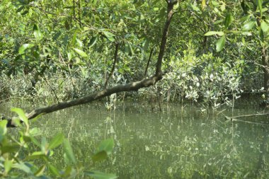 Bangladeş, Cox 's Bazar' daki mangrov doğasının manzarası. Görüntü, bereketli yeşillik ve sakin gelgit sularıyla kıyı ormanının sakin güzelliğini yakalar. Nikon D7200 kullanan GolamRob tarafından yüksek kaliteli doğa fotoğrafçılığı