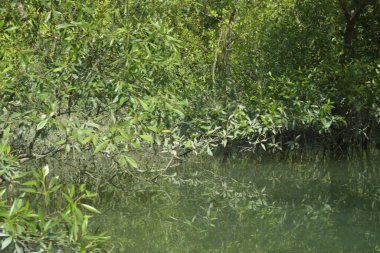 Bangladeş, Cox 's Bazar' daki mangrov doğasının manzarası. Görüntü, bereketli yeşillik ve sakin gelgit sularıyla kıyı ormanının sakin güzelliğini yakalar. Nikon D7200 kullanan GolamRob tarafından yüksek kaliteli doğa fotoğrafçılığı