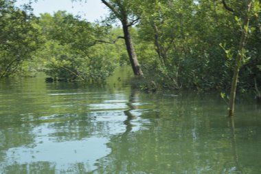 Bangladeş, Cox 's Bazar' daki mangrov doğasının manzarası. Görüntü, bereketli yeşillik ve sakin gelgit sularıyla kıyı ormanının sakin güzelliğini yakalar. Nikon D7200 kullanan GolamRob tarafından yüksek kaliteli doğa fotoğrafçılığı