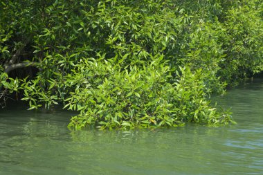 Bangladeş, Cox 's Bazar' daki mangrov doğasının manzarası. Görüntü, bereketli yeşillik ve sakin gelgit sularıyla kıyı ormanının sakin güzelliğini yakalar. Nikon D7200 kullanan GolamRob tarafından yüksek kaliteli doğa fotoğrafçılığı