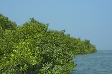Bangladeş, Cox 's Bazar' daki mangrov doğasının manzarası. Görüntü, bereketli yeşillik ve sakin gelgit sularıyla kıyı ormanının sakin güzelliğini yakalar. Nikon D7200 kullanan GolamRob tarafından yüksek kaliteli doğa fotoğrafçılığı
