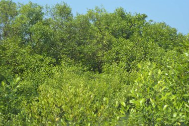 Bangladeş, Cox 's Bazar' daki mangrov doğasının manzarası. Görüntü, bereketli yeşillik ve sakin gelgit sularıyla kıyı ormanının sakin güzelliğini yakalar. Nikon D7200 kullanan GolamRob tarafından yüksek kaliteli doğa fotoğrafçılığı