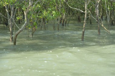 Bangladeş, Cox 's Bazar' daki mangrov doğasının manzarası. Görüntü, bereketli yeşillik ve sakin gelgit sularıyla kıyı ormanının sakin güzelliğini yakalar. Nikon D7200 kullanan GolamRob tarafından yüksek kaliteli doğa fotoğrafçılığı
