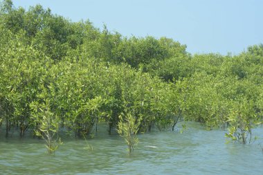 Bangladeş, Cox 's Bazar' daki mangrov doğasının manzarası. Görüntü, bereketli yeşillik ve sakin gelgit sularıyla kıyı ormanının sakin güzelliğini yakalar. Nikon D7200 kullanan GolamRob tarafından yüksek kaliteli doğa fotoğrafçılığı