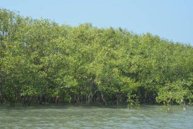 Bangladeş, Cox 's Bazar' daki mangrov doğasının manzarası. Görüntü, bereketli yeşillik ve sakin gelgit sularıyla kıyı ormanının sakin güzelliğini yakalar. Nikon D7200 kullanan GolamRob tarafından yüksek kaliteli doğa fotoğrafçılığı
