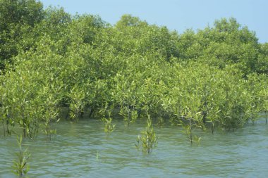 Bangladeş, Cox 's Bazar' daki mangrov doğasının manzarası. Görüntü, bereketli yeşillik ve sakin gelgit sularıyla kıyı ormanının sakin güzelliğini yakalar. Nikon D7200 kullanan GolamRob tarafından yüksek kaliteli doğa fotoğrafçılığı